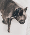"Seeing Spots" Dog Collar