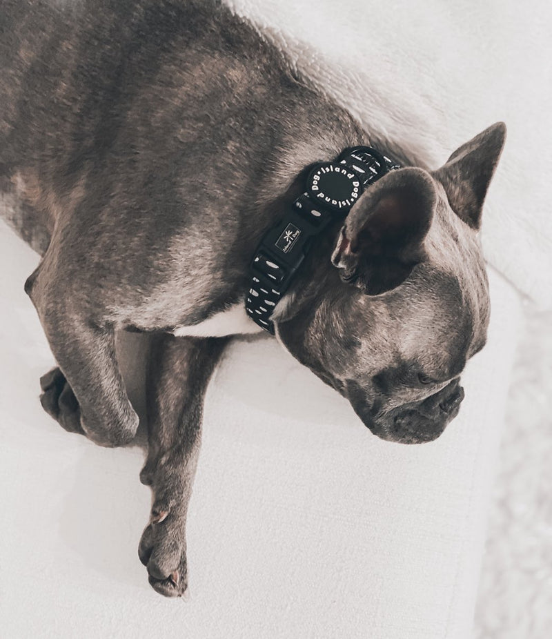 "Seeing Spots" Dog Collar