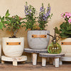 "Late Bloomer" Wood Planter