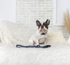 "Seeing Spots" Dog Leash