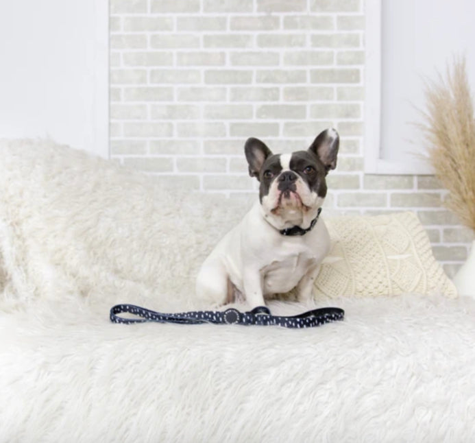 "Seeing Spots" Dog Leash