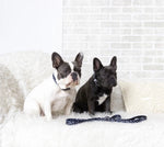 "Seeing Spots" Dog Collar