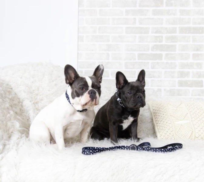 "Seeing Spots" Dog Collar