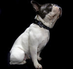 "Seeing Spots" Dog Collar