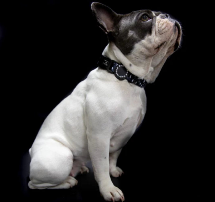 "Seeing Spots" Dog Collar